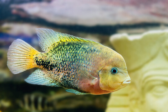 Cichlazoma rainbow or Vieja synspilum (Cichlasoma sensillum) fish swims in the aquarium
