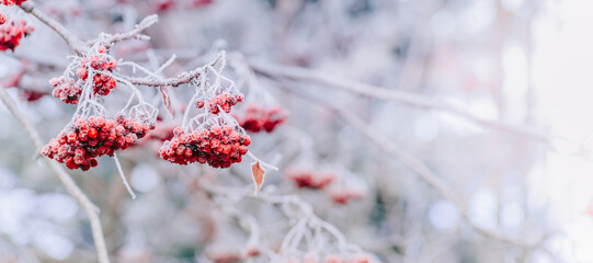 Winter panorama with red berries, snow and frost on a light background for decorative design