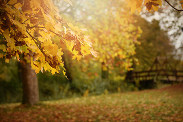 Naklejka na ściany i meble autumn trees in the park