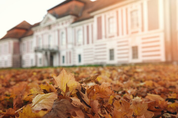 Autumn leaves in the park, Slovenia - 391842145