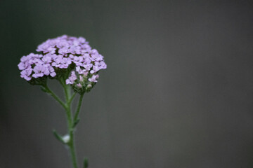 Obraz premium shot of beautiful purple flowers on blurred background