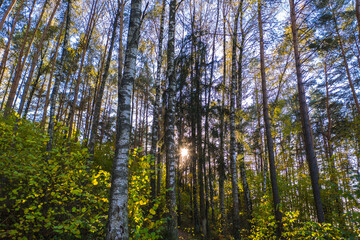 Fototapeta premium Autumn forest landscape with trees, sun peaking through birches