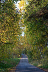 highway in autumn forest in the morning