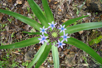 Portuguese Squill (Scilla peruviana)