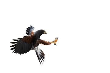 Bussard