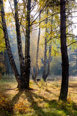 birch trunks and their shadows at the edge of the autumn forest