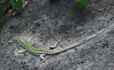 Small green lizard on grey granite background