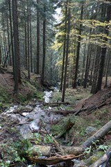 creek in a green forest