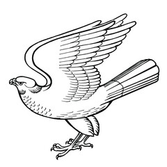 Falcon vector illustration for your design. Hand drawing, isolated on white. For coloring book.