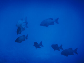 large fishes in the shoal in blue water while diving