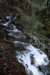 creek in a green forest