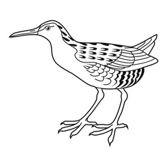 Sandpiper vector illustration for your design. Hand drawing, isolated on white. For coloring books, pages.