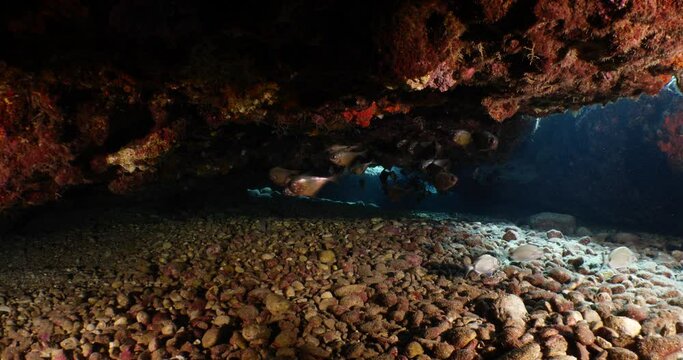 cave underwater with fish in in blue water ocean scenery school of fish hiding mediterranean ocean scenery pempheris with sun beams and rays