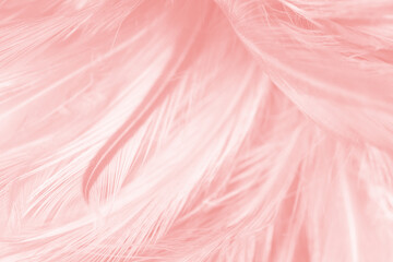 Coral Pink vintage color trends feather background