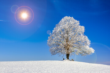 single big linden tree in winter with snow and frost