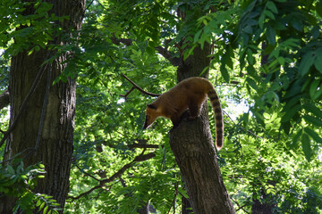 Obraz premium Raccoon nose on a tree trunk in the Park