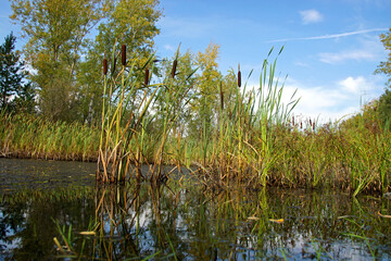 wetland pond with brawn reeds