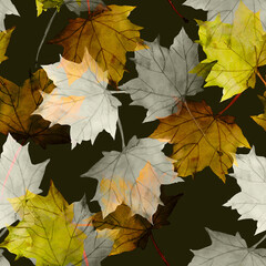 Naklejka na ściany i meble Maple leaves.Assorted autumn leaves.Art.Picture on white and colored background.
