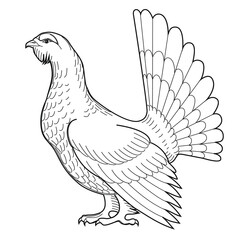 Wood grouse vector illustration for coloring books and pages. Hand drawing, isolated on white.