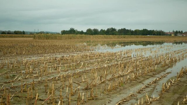 Flood corn mold blight maize yellow ears plants field harvested damaged flooded water mud plantation damage catastrophe crops harvest mildew ear Zea mays green disaster calamity fall spill river