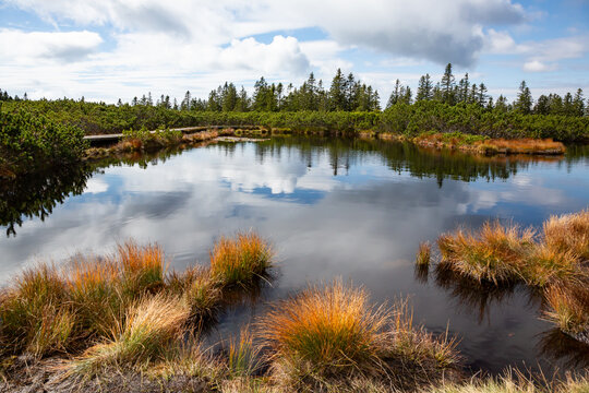 Clouds reflecting in dark swamp water of Lovrenska lakes, Slovenia