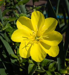 Flower of Yellow Evening Primrose on green leaves background