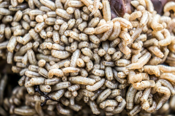 Maggots. Many larvae. Cadaveric worms.
