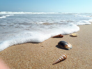 shell on the beach