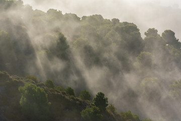 Low clouds on the mountain creating a beautiful landscape with the reflections of the sun and the fog between the trees.