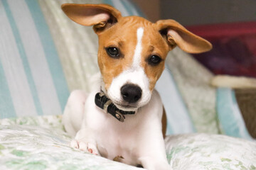 Jack Russel