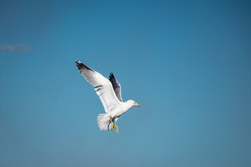 Seagull flying with wings spread upward on a blue sky background.