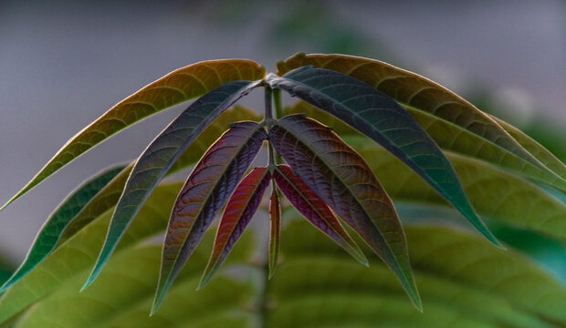 Shallow focus shot of plant leaves