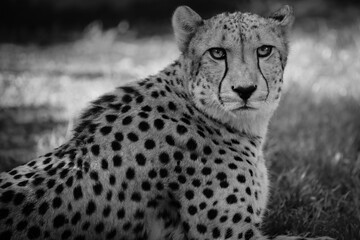 Bblack and white Cheetah