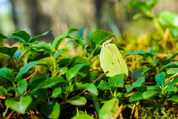 common brimstone butterfly hiding under green leaves in autumn