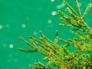 A branch of a green spruce against the background of playing highlights on the water surface of the lake.