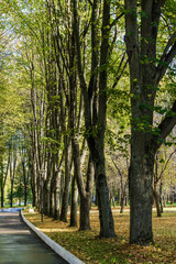 Sunny view of park of holiday hotel near Klyazma reservoir, Moscow region, Russia.