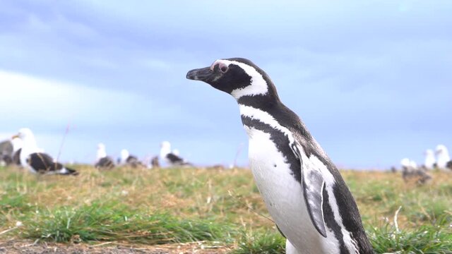 En la isla Magdalena se encuentra una de las colonias m&aacute;s grandes de ping&uuml;inos en Am&eacute;rica del Sur