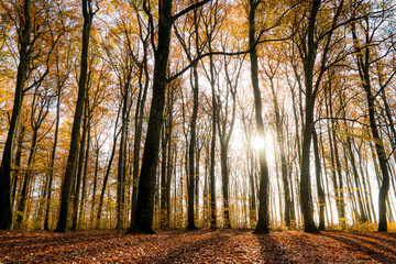 Sun shining through beech forest in autumn