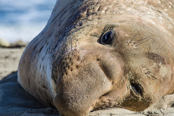 Bull Elephant Seal on San Simeon Beach - California
