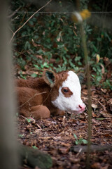 Baby Calf
