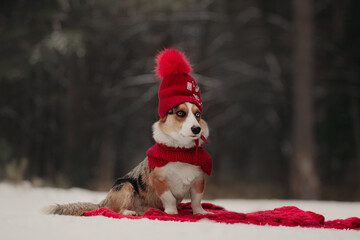 welsh corgi cardigan merle color in a red hat winter