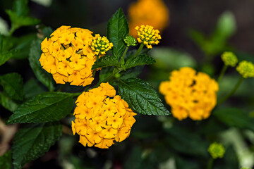 Lantana IMG_6947