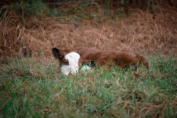 Sleeping Baby Calf
