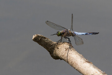 Closeup photo of blue dragonfly in backlit against a dark background. Broad-bodied chaser known...