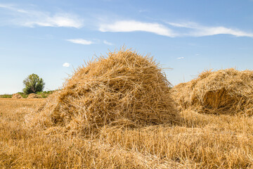 Pile of dry wheat straw in the field