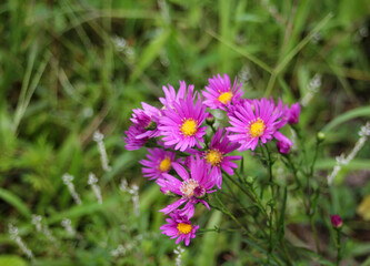 Fototapeta premium flowers in the meadow