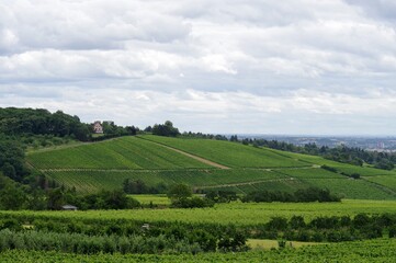 Rheingau Landschaft