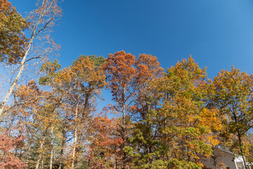 autumn trees in the forest