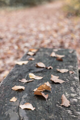 autumn leaves on a bench