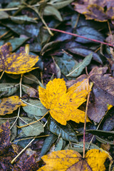 autumn leaves on the ground